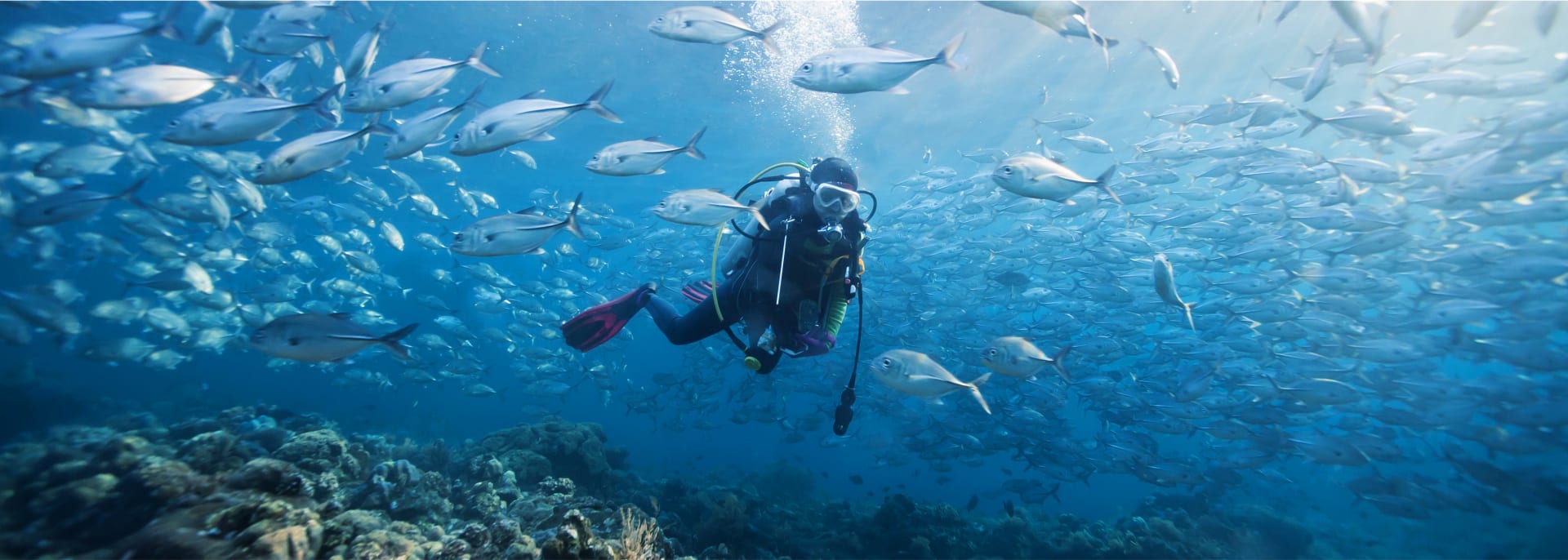 Taucher bei Fischen